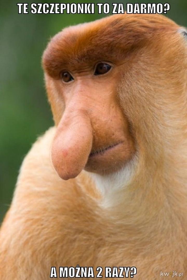 Eksperymentuj z smakami cebulaka