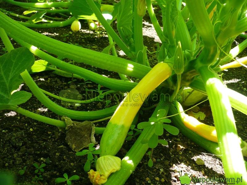 Dodatki do placków z cukinii