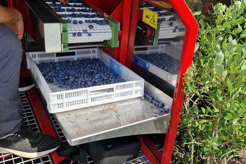 Techniki mrożenia owoców