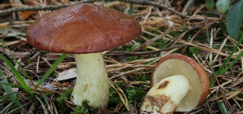 Przepis na sos z maślaków