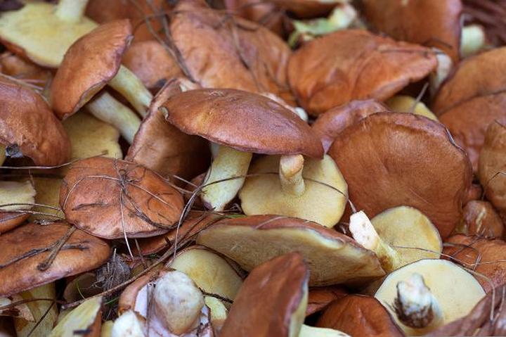 Pyszny smak prosto z lasu: jak przygotować sos z maślaków?